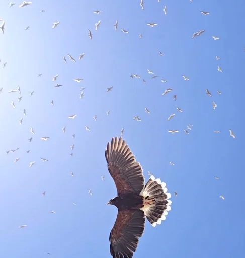 MD Falconry And Pest Solutions photo 7