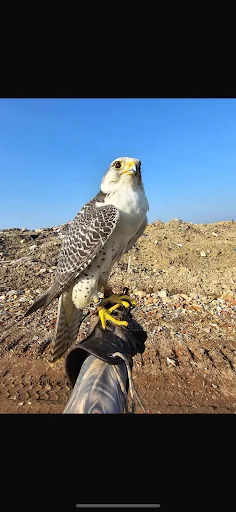 MD Falconry And Pest Solutions photo 8