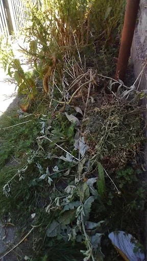 Psb Gardening And Maintenance photo 3