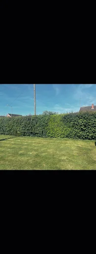 All Shapes Tree Care photo 3