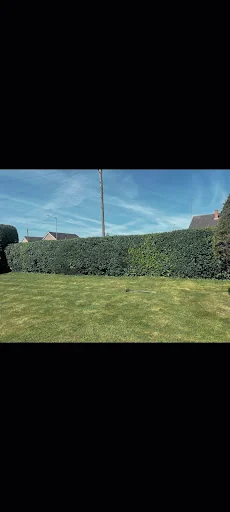 All Shapes Tree Care photo 4