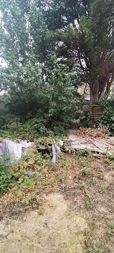 All Shapes Tree Care photo 5