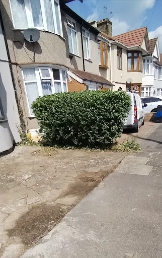 All Shapes Tree Care photo 8