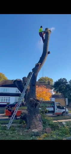Complete Tree Care photo 2
