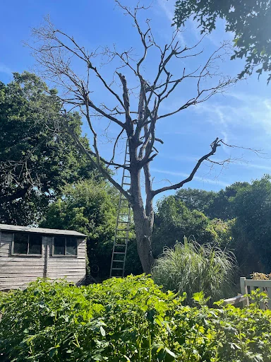 Complete Tree Care photo 3