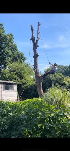 Complete Tree Care photo 4