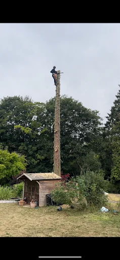 Complete Tree Care photo 5