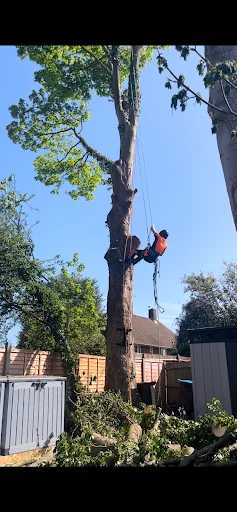 Complete Tree Care photo 8