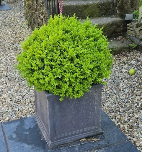 A bud and beyond landscaping photo 3