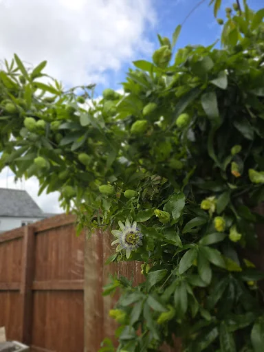 A bud and beyond landscaping photo 8