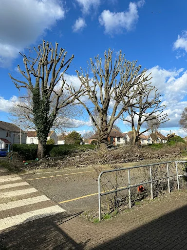 AMG Tree Surgery photo 4