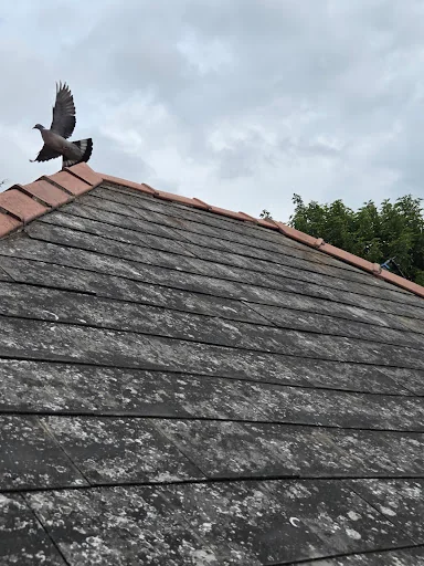 Mp exterior cleaning services photo 7