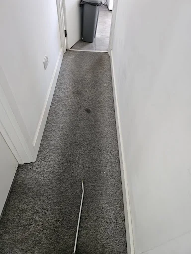 Unique carpet clean photo 7