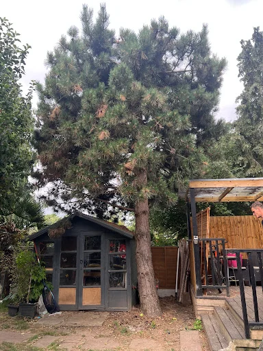 Sjp Tree Services Ltd photo 1