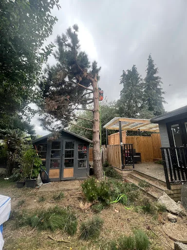 Sjp Tree Services Ltd photo 2