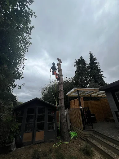 Sjp Tree Services Ltd photo 3