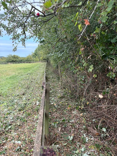 Sjp Tree Services Ltd photo 6