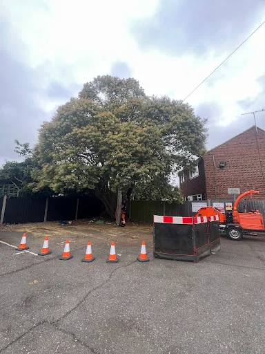 Sjp Tree Services Ltd photo 7
