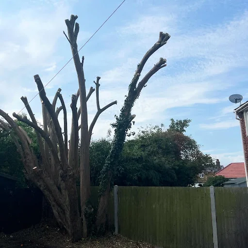 Sjp Tree Services Ltd photo 8