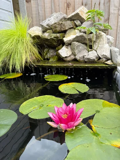 AVID LANDSCAPES LTD photo 8