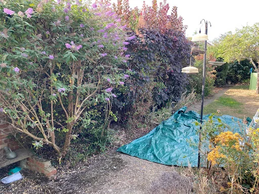 Local garden service (Abbey Wood) photo 1