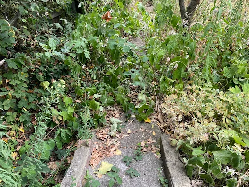 Local garden service (Abbey Wood) photo 5