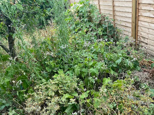 Local garden service (Abbey Wood) photo 6