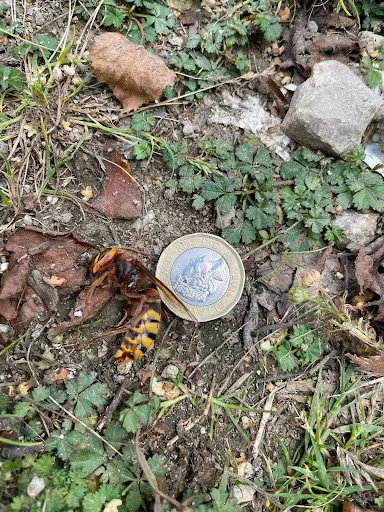 Bite Back Pest Control LTD photo 1