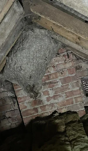 Bite Back Pest Control LTD photo 3