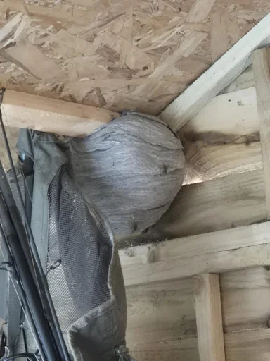 Bite Back Pest Control LTD photo 4