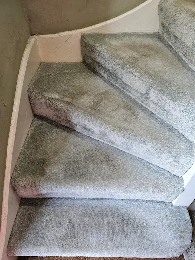 DISINFECTÓ PURUS LTD photo 1