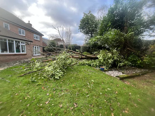 Coast &amp; Country Tree Care photo 1