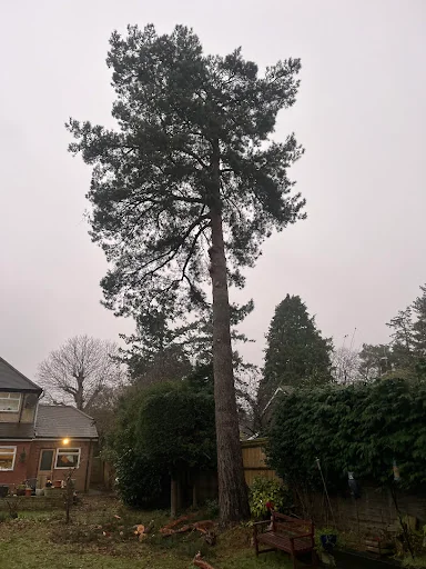 Coast &amp; Country Tree Care photo 3