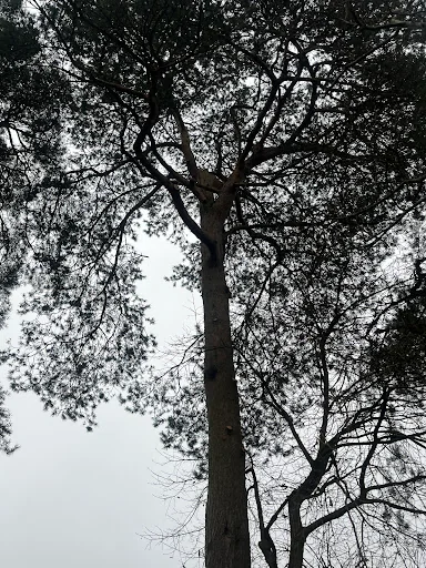 Coast &amp; Country Tree Care photo 4