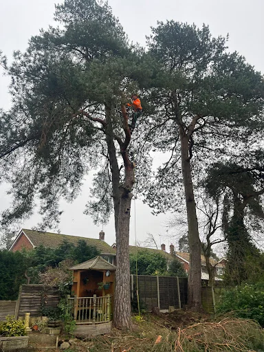 Coast &amp; Country Tree Care photo 5