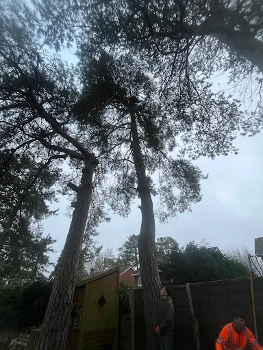 Coast &amp; Country Tree Care photo 6