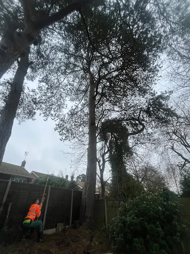 Coast &amp; Country Tree Care photo 7