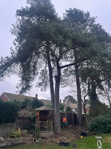 Coast &amp; Country Tree Care photo 8