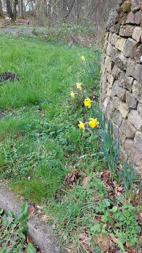 Richards Gardening Services photo 2