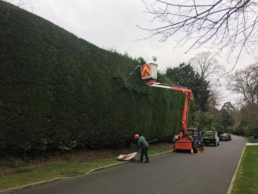 Elmbridge Tree Services Ltd