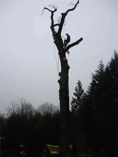 Turner Tree Care Ltd