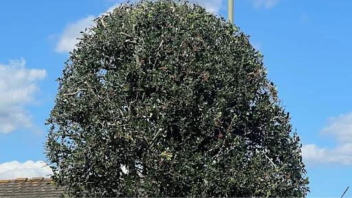 Alan Brind Tree Services