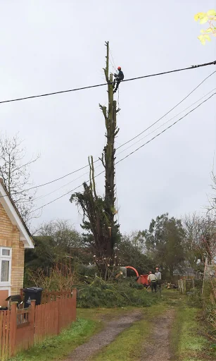 Chelmsford Tree Services