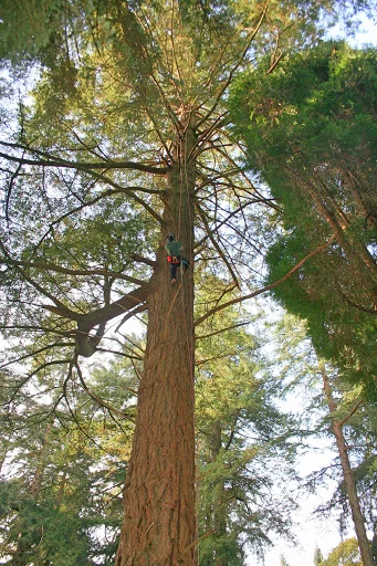 Christopher Hoare Tree Services Ltd