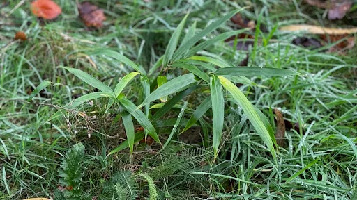 Japanese Knotweed Group Ltd