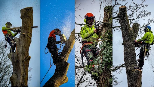 Foremost Tree Surgeons Ltd