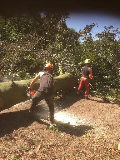 Opus Tree & Garden Services