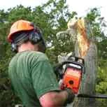 4 Seasons Tree Surgeons