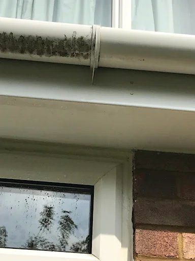 Jackie's Dragon Roofing