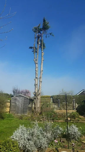 Sussex Tree Fella Ltd